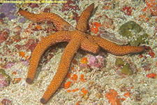 sea star